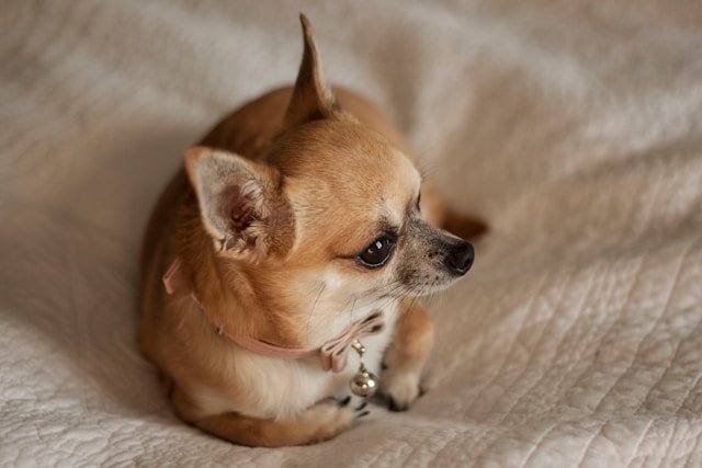 chihuahua