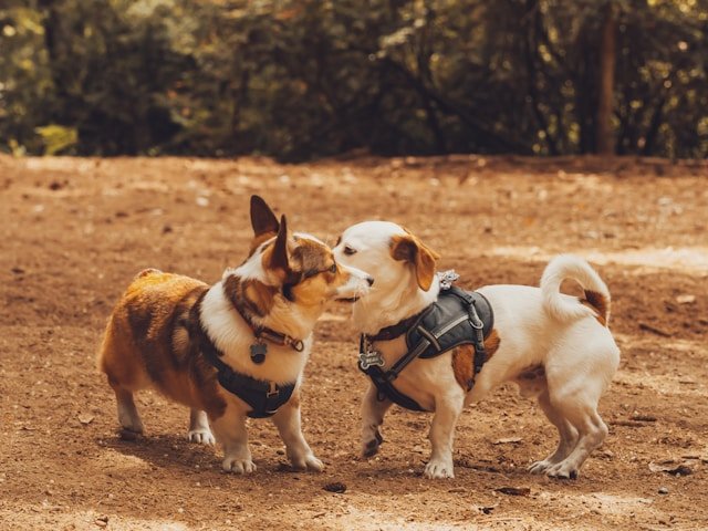 dogs