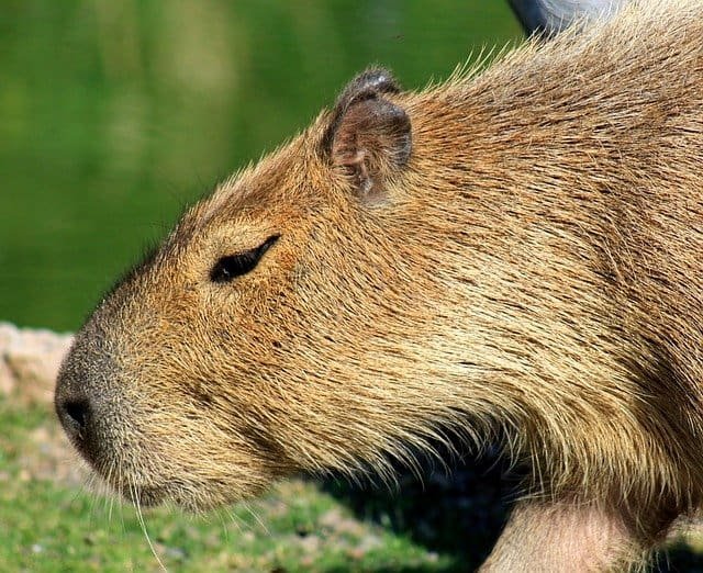 capybara-hot-spring