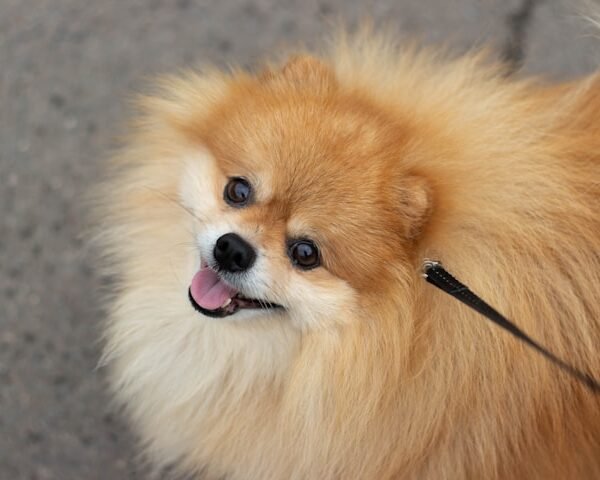 Scout the pomeranian