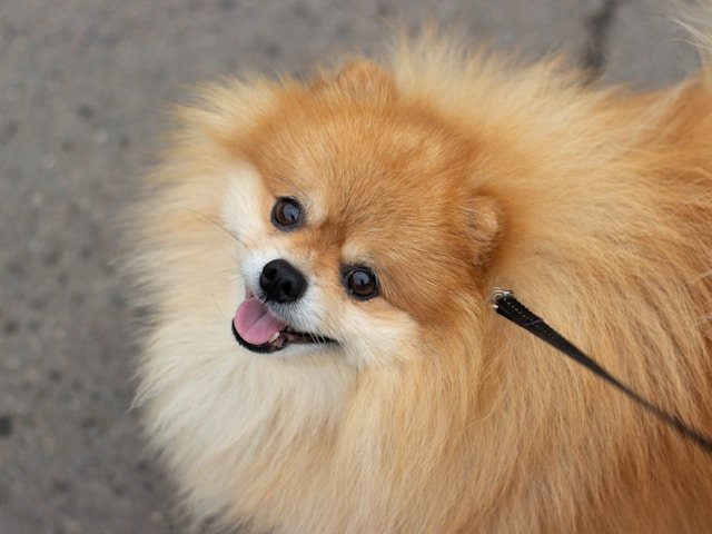 Scout the pomeranian