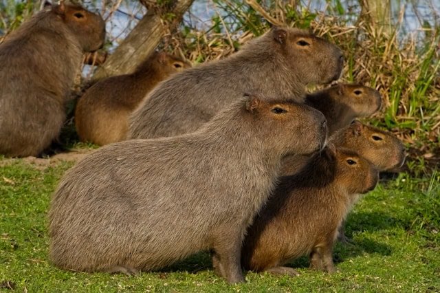 capybara
